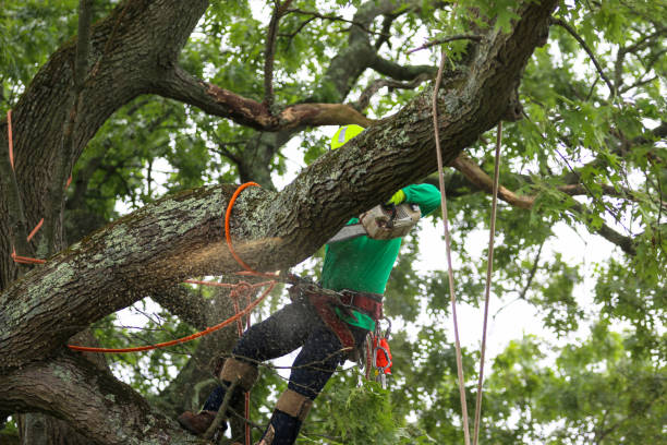 Trusted Westworth Village, TX Tree Removal Services Experts